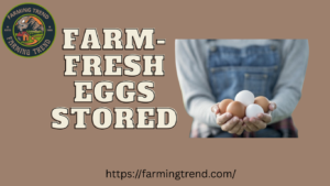Farm-Fresh Eggs Stored
