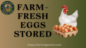 Farm-Fresh Eggs Stored