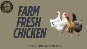 Three Types of Chicken