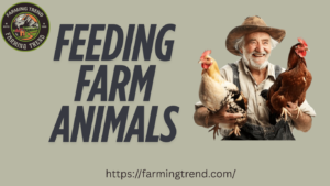 Feeding Farm Animals