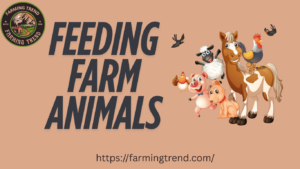Feeding Farm Animals