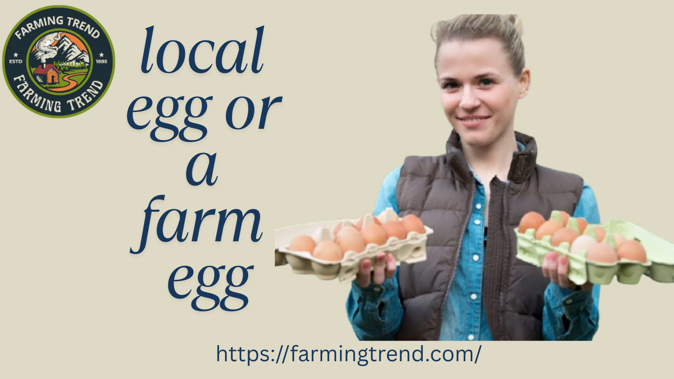 local egg or a farm egg
