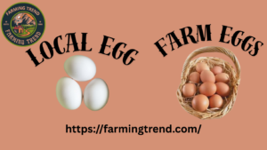 a local egg or a farm egg