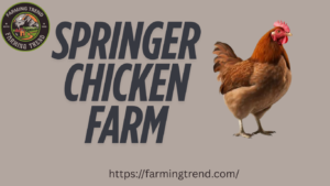 Springer Chicken