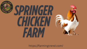 Springer Chicken