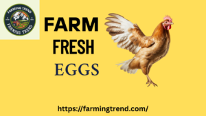 Farm fresh eggs 