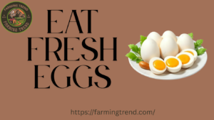 Eat Fresh Eggs