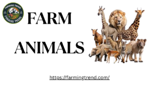 Farm Animal