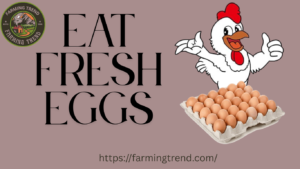 Eat Fresh Eggs