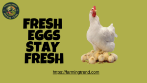 fresh eggs stay fresh