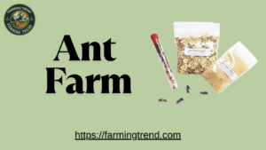 Ant Farm