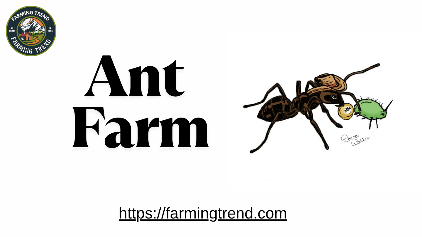 Ant Farm