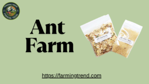 Ant Farm